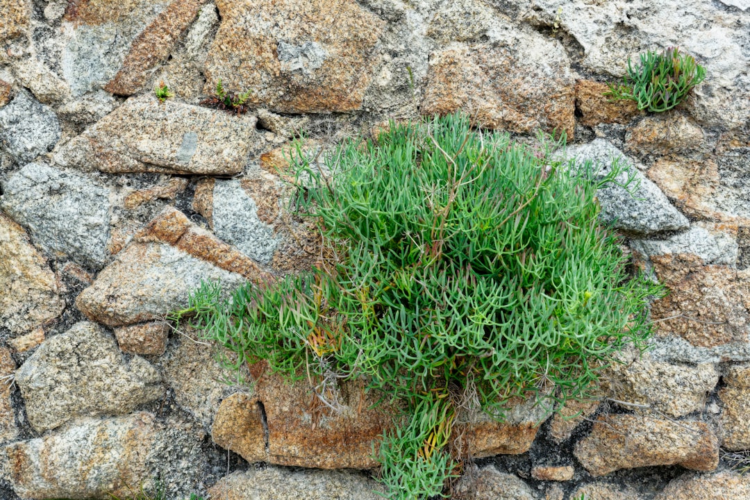 photo 1718054740770 cb1db97e2f6dcropentropycstinysrgbfitmaxfmjpgixidM3wxNDA1NTd8MHwxfHNlYXJjaHw0MHx8Z3JlZW4lMjB3YWxsJTIwcGxhbnRzfGVufDF8MHx8fDE3NDM5MjYwMDN8MAixlibrb 4.0.3q80w1080